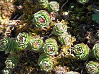 Rhodiola Rosea (fam Crassulacees) (Europe, Asie boreale) (02) (Photo F. Mrugala)